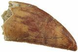 Serrated, Raptor Tooth - Real Dinosaur Tooth #224177-1